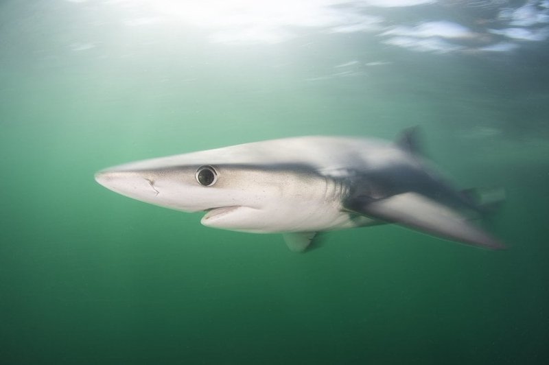 Uncover the Thrills of Admiral Shark Casino in the UK Online Scene